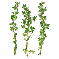 fresh thyme